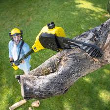 Best Arborist Consultation Services  in Taylor, AL