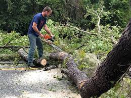 Best Tree Removal  in Taylor, AL