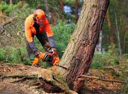 Best Stump Grinding and Removal  in Taylor, AL