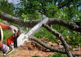 Best Utility Line Clearance  in Taylor, AL