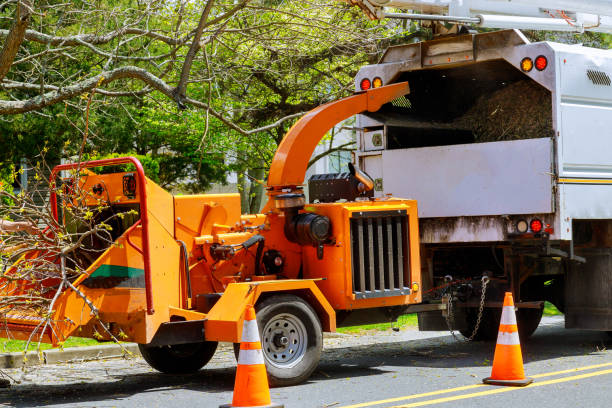 Best Tree Health Inspection  in Taylor, AL