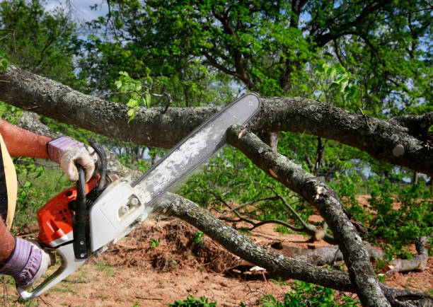 Seasonal Cleanup (Spring/Fall) in Taylor, AL