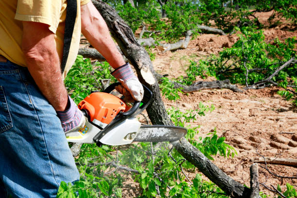 Best Hazardous Tree Removal  in Taylor, AL